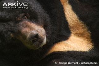 Illustration for article titled Thursidae - Ursus thibetanus Edition